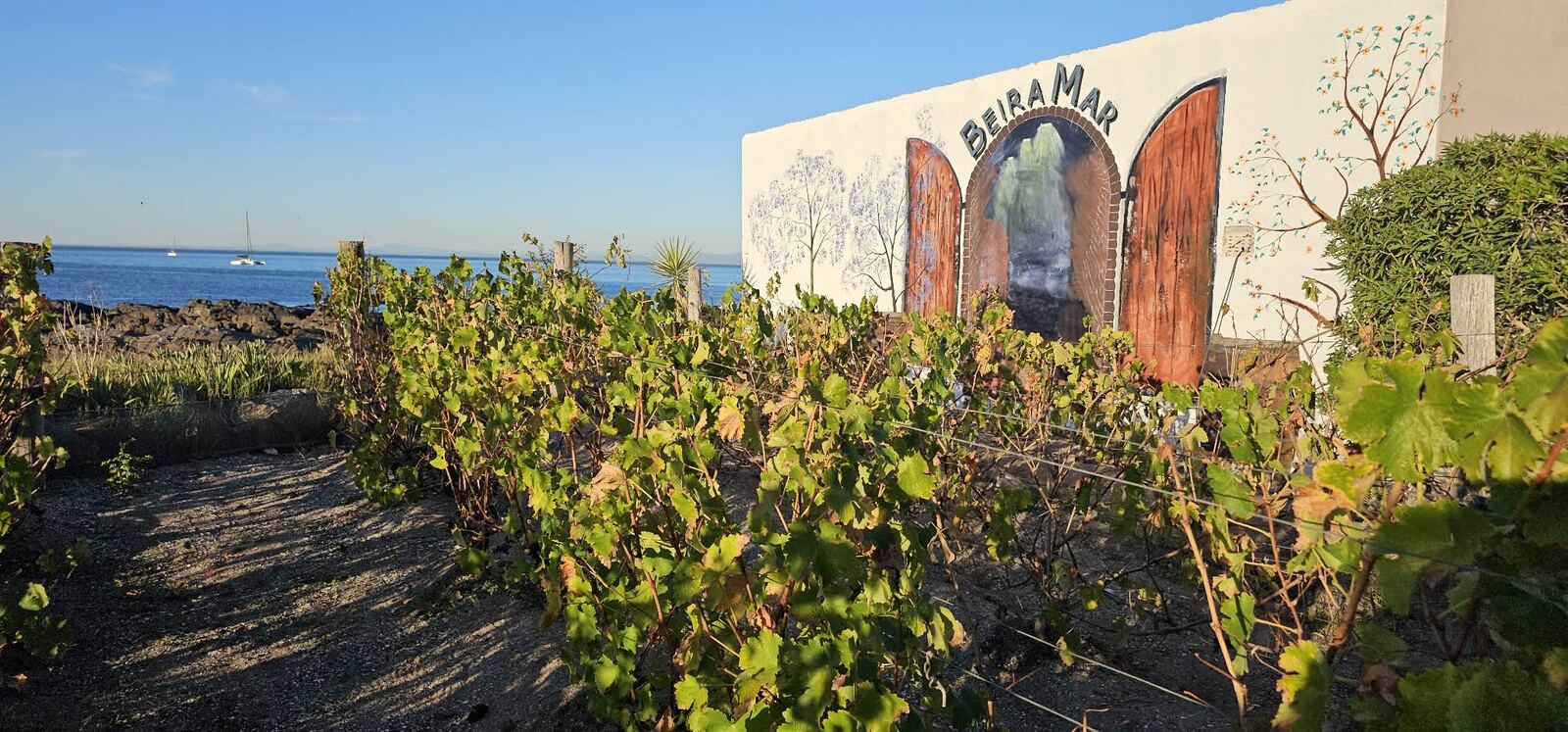 Whitewashed Beira Mar mural wall beside the vines, with the sea and yachts behind
